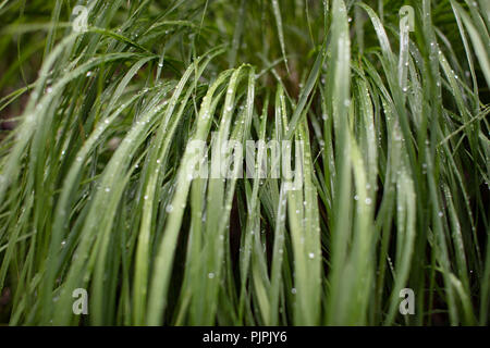 Nasses Gras grün Stockfoto