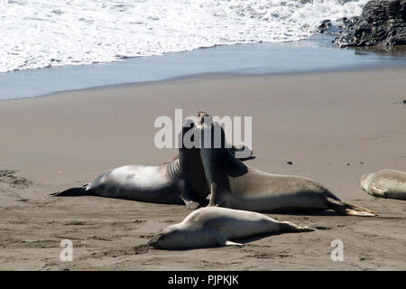 Sea Lions kämpfen am Strand. Stockfoto