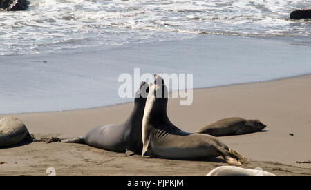 Sea Lions kämpfen am Strand. Stockfoto