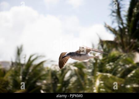 Im Flug mit Bäumen in den Boden zurück Vogel. Fliegender Vogel in den Himmel. Stockfoto