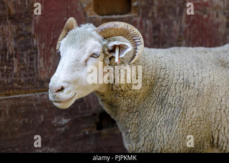 Hausschafe (Dorset Horn Rasse) Erwachsenen. Stockfoto