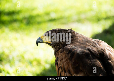Hawk hautnah. Braun Falcon mit einem gelben Schnabel und verschwommenen Hintergrund. Stockfoto