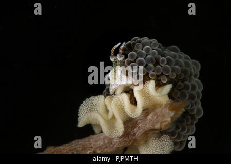 Nacktschnecke Doto sp. mit Eiern. Bild wurde in Lembeh, Indonesien Stockfoto