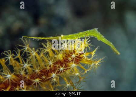 Lembeh Tozeuma Garnelen (Tozeuma Radicans). Bild wurde in der Lembeh Strait, Indonesien Stockfoto