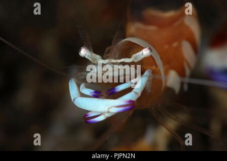 Putzergarnelen (Ancylomenes magnificus). Bild wurde in Lembeh Strait, Indonesien Stockfoto