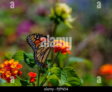 Ein monarch butterfly sitzt auf einer wunderschönen Blume. Stockfoto