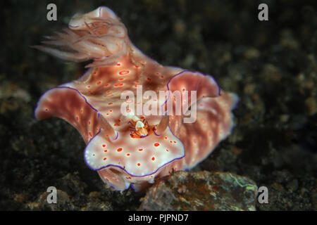 Paar. Ceratosoma trilobatum Nacktschnecke und Kaiser Garnelen (Zenopontonia Rex). Bild wurde in Lembeh Strait, Indonesien Stockfoto