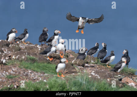 Papageitaucher (Fratercula arctica) Landung auf der Insel nisten in Elliston, Neufundland und Labrador Stockfoto