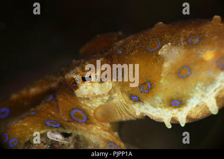 Auge des Blue ring Octopus (Hapalochlaena lunulata). Bild wurde in Lembeh Strait, Indonesien Stockfoto