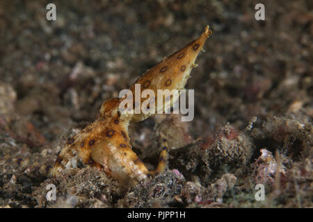 Blue ring Octopus (Hapalochlaena lunulata). Bild wurde in Lembeh Strait, Indonesien Stockfoto