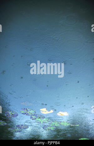 Regentropfen fallen auf See an Monets Garten, Giverny, Frankreich Stockfoto