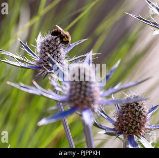 Eine Biene auf einer Blume Sammeln von Honig. Stockfoto