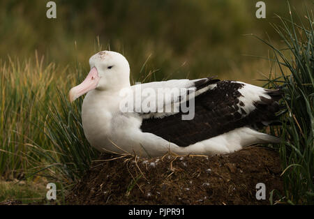 Ein erwachsenes Weibchen Wanderalbatross (Diomedia exulans) brüten auf ihr Nest auf Bird Island, South Georgia, Antarktis Stockfoto