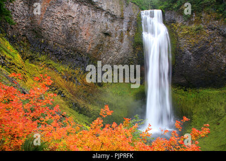 Herbst Laub in Salt Creek Falls in der Nähe von Oak Ridge Oregon Stockfoto