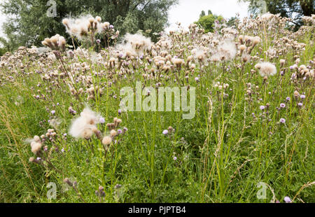 Wiese Distel, Cirsium dissectum, Blumen und marzok Saatgut - Köpfe Shottisham, Suffolk, England, Großbritannien Stockfoto