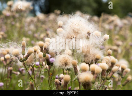 Wiese Distel, Cirsium dissectum, Blumen und marzok Saatgut - Köpfe Shottisham, Suffolk, England, Großbritannien Stockfoto