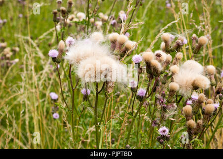 Wiese Distel, Cirsium dissectum, Blumen und marzok Saatgut - Köpfe Shottisham, Suffolk, England, Großbritannien Stockfoto