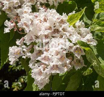 Golden Indian Bean tree in Blume, Catalpa bignonioides Aurea, Corsham Court, Wiltshire, England, Großbritannien Stockfoto