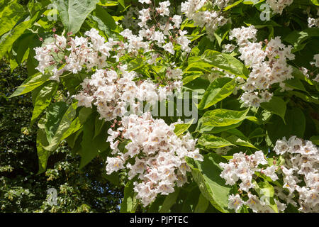 Golden Indian Bean tree in Blume, Catalpa bignonioides Aurea, Corsham Court, Wiltshire, England, Großbritannien Stockfoto