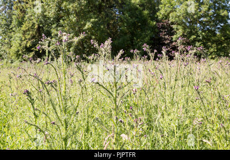 Wiese Distel, Cirsium dissectum, Blumen und marzok Saatgut - Köpfe Shottisham, Suffolk, England, Großbritannien Stockfoto