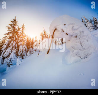 Verschneite kleine Tannen im Bergwald bei Sonnenaufgang Stockfoto