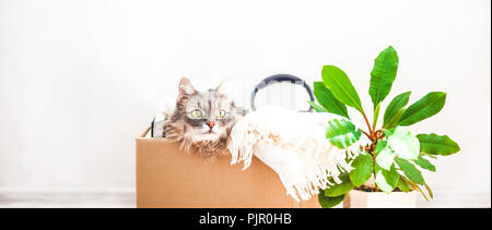 Boxen für bewegliche Sachen, eine Katze in einer Kiste, eine Blume in einem Topf. Garage Verkauf Konzept kopieren Platz Banner Stockfoto