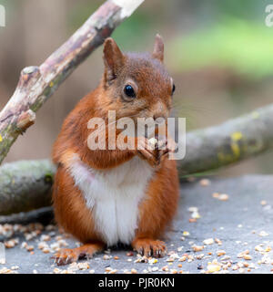 Eichhörnchen sitzend mit Mutter im vorderen oberen Gliedmaßen Stockfoto
