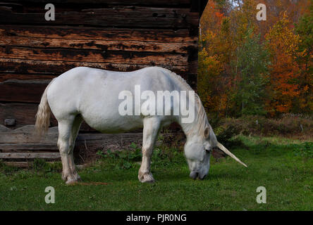 Die mythische Einhorn Schürfwunden in einer Wiese neben einer Scheune in Kanada Stockfoto