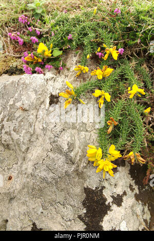 Lila blühenden Heidekraut mehrjährige Sträucher (Calluna vulgaris, ericaceae) und gelb Stechginster (ulex, fabaceae) dornige immergrüne Sträucher über einem weißen wachsende Stockfoto