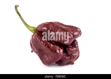 Trinidad moruga scorpion Schokolade extrem hot pepper Sorte Stockfoto