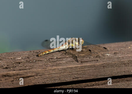 Eine weibliche Vagrant darter Dragonfly (Sympetrum vulgatum) sitzt auf einem Gartenzaun Stockfoto