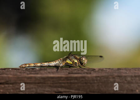 Eine weibliche Vagrant darter Dragonfly (Sympetrum vulgatum) sitzt auf einem Gartenzaun Stockfoto