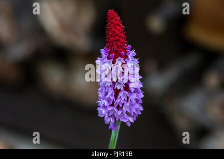 (Primula vialii Primula vialii) Stockfoto
