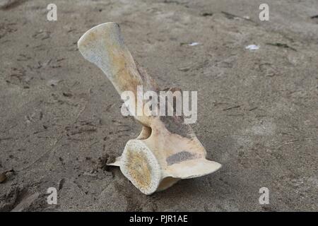 Wal vetebra Knochen gewaschen oben am Strand Stockfoto