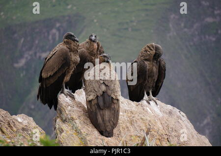 Eine Knappheit der Andengemeinschaft Kondore am Rand einer Klippe im Colca Canyon, Peru sitzen. Stockfoto