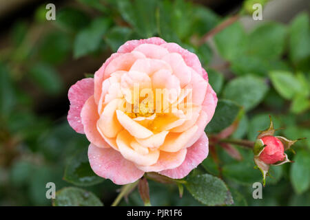 Nahaufnahme der Patio Rose Peachy eine Terrassenrose mit Blüten in dezentem Pfirsich und Rosa, Großbritannien Stockfoto