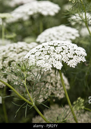 Kuh Petersilie (Anthriscus Sylvestris) Stockfoto