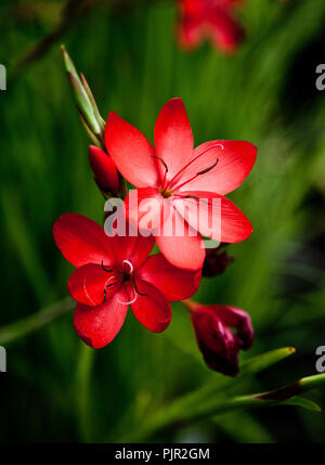 Crimson Flagge Lily Stockfoto