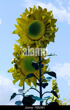 Garten Ornament in Form eines metallischen Riesen Sonnenblumen Stockfoto