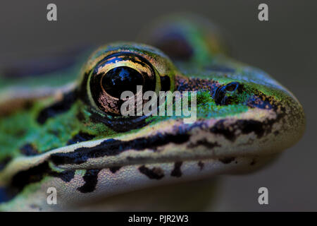 Tier Auge schließen. Schöne Auge eines Frosches Makro anzeigen. Grün, gelb und schwarz Eye Ball extreme Close up. Reptile Kopf hoch. Stockfoto