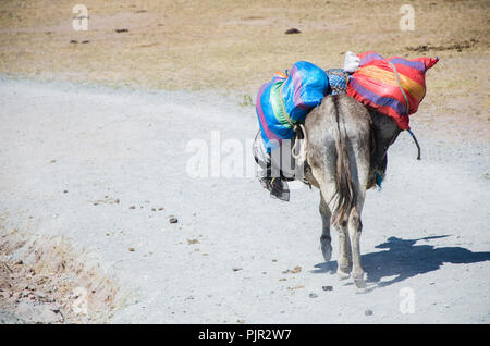 Ein alter Esel waren Durchführung durch einen steinernen Weg in Marcahuasi östlich von Lima - Peru Stockfoto