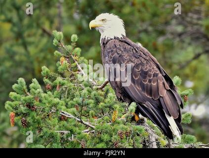 Nach Kahl unter der Leitung der Adler auf Quadra Island, Vancouver Island, British Columbia, Kanada. Stockfoto