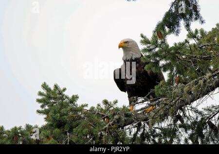 Nach Kahl unter der Leitung der Adler auf Quadra Island, Vancouver Island, British Columbia, Kanada. Stockfoto