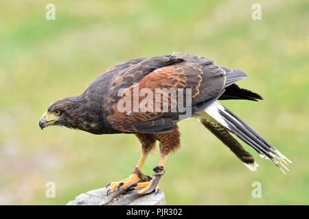 Harris hawk Anzeige auf Grouse Mountain, in Vancouver, British Columbia, Kanada. Stockfoto