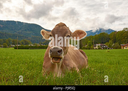 Nahaufnahme einer Kuh auf der grünen Weide und Gras in den Alpen in Österreich mit einem Wald und Dorf im Hintergrund Stockfoto