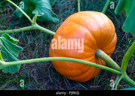 Reife Kürbis mit grünem Blatt wächst im Garten, auf dem Land Stockfoto