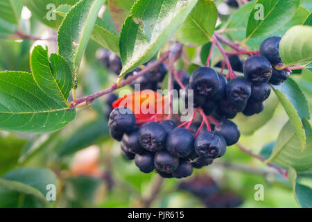 Aronia wächst im Garten auf Hintergrund grün Blatt im Herbst Saison Stockfoto