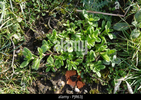 Gemeinsame Maus - Ohr, Cerastium fontanum, junge Pflanzen sich rasch entwickelnden im Winter, Berkshire, Februar Stockfoto