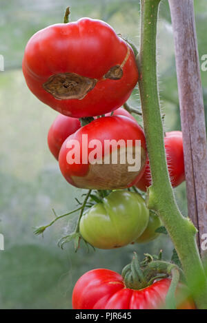 Gewächshaus Tomaten auf Stöcken, wo die Frucht von schweren Blütenendenfäule leidet, August Stockfoto