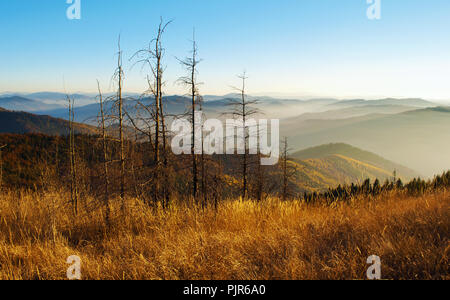 Mehrere Tote getrocknet Kiefern unter den Hügeln von Smoky Mountain Range in orange, gelb Laubwald bedeckt, Grüne Pinien unter blauen wolkenlosen Himmel auf Stockfoto